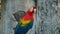 portrait of scarlet macaw, red parrot