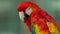 Portrait of scarlet macaw, red parrot