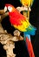 Portrait of a Scarlet macaw rescue parrots