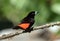 Portrait of Scarlet-rumped Tanager,Ramphocelus passerinii,Panama