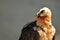 Portrait of a scary bearded vulture bird