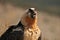 Portrait of a scary bearded vulture bird with a bone in the beak on a sunny day