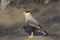 Portrait of scavenger bird, known as caracara