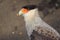 Portrait of scavenger bird, known as caracara