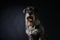 Portrait of a schnauzer sitting in a studio on a black gradient background. The dog looks at the camera with his tongue