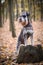 Portrait of Schnauzer is standing on stump.