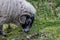 Portrait of scottish blackface ram on Isle of Harris, Scotland