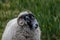 Portrait of scottish blackface ram on Isle of Harris, Scotland