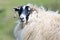 Portrait of a Scottish blackface sheep, Scotland