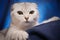 Portrait of a Scottish fold cat