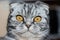 Portrait of a Scottish Fold cats of gray color with bright yellow eyes