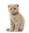 Portrait of Scottish Fold Kitten sitting