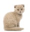 Portrait of Scottish Fold Kitten sitting