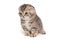 Portrait of a Scottish fold striped kitten with blue eyes