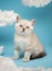 Portrait Scottish kitten with large baboon eyes sitting on a blue background among white clouds.