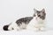 Portrait of Scottish Straight cat lying on white background