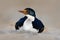 Portrait sea bird Imperial Shag. Detail of black and white cormorant with blue eye from Falkland Islands. Head with open bill of c