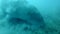 Portrait of sea cow, dugong dugon who greedily eats sea grass at bottom raising clouds of silt, with Golden Trevally
