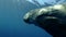 Portrait of Sea Cow swim under surface in blue water.Underwater shot, Closeup.