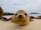 Portrait of a sea lion. The Galapagos Islands. Pacific Ocean. Ecuador.