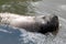 Portrait of a sea wolf swimming in the water