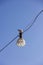 A portrait of a seagul bird sitting on a lamp hanging across of a street in a blue sky. The light source is hanging from a wire