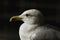 Portrait of a seagull