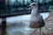 Portrait of a Seagull