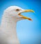 Portrait seagull