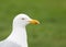 Portrait of a seagull