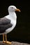 Portrait of a seagull against a black background looking to the right
