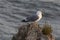 Portrait of seagull bird