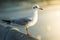 Portrait of a seagull bird and sunshine at sunrise