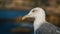 Portrait of seagull at the Boca do Inferno rock, Cascais, Portugal