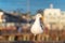 Portrait of seagull close up with soft blur background