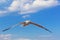 Portrait of seagull flying and looking towards the camera