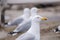 Portrait of a seagull in Maine