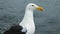 Portrait of a Seagull, North sea, Netherlands