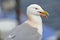 Portrait of a seagull in the Portree fishing harbor, Isle of Skye, Highlands, Scotland, UK