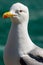 Portrait of a Seagull - Side View