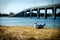 A portrait seagull sitting on a grassland with San Remo bridge background