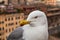 Portrait of a seagull on a urban background.