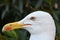 Portrait of a seagull waiting for feed