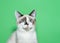 Portrait of a seal point siamese kitten on green