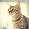 Portrait of a seal sepia Bengal cat sitting in a light room beside a window. Closeup face of a beautiful Bengal cat at home.