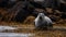 Portrait of a seal in the wild. Seal resting on rock off coast. seal watching