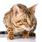 Portrait seated bengal cat on a white background