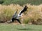 Portrait of a Secretary Bird