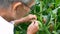 Portrait of senior Asian farmer standing in corn field examining crop.