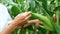 Portrait of senior Asian farmer standing in corn field examining crop.